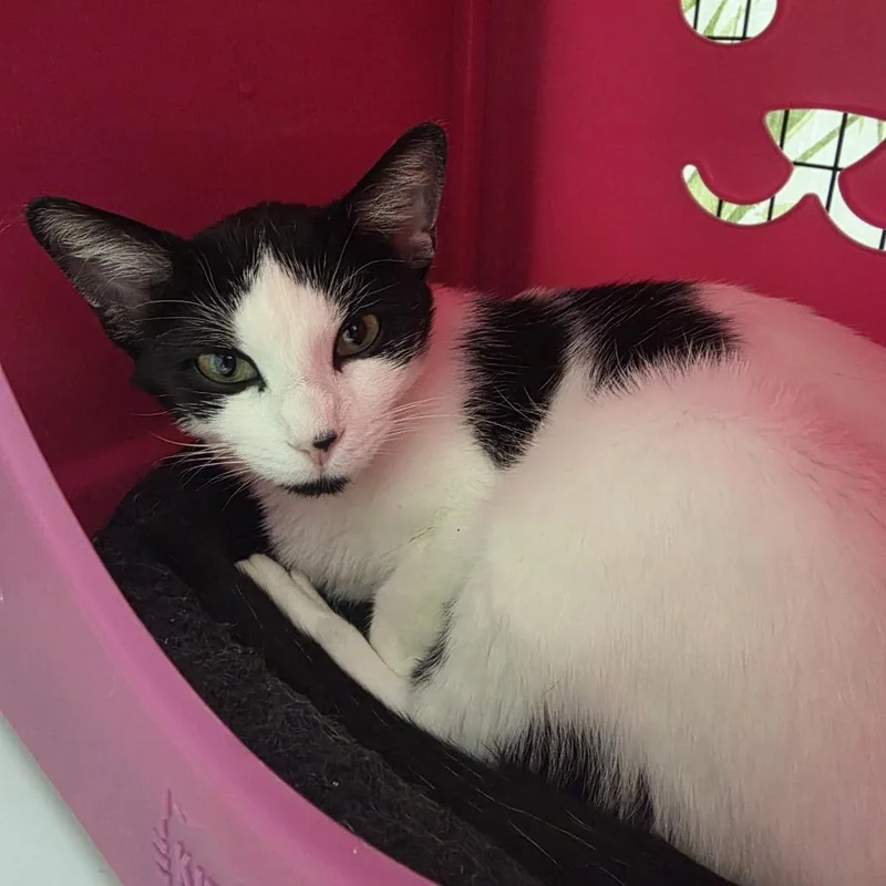 An adult medium-sized female White Domestic Short Hair cat named Treasure for adoption in Oshkosh, WI