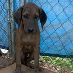 A baby small-sized female Yellow / Tan / Blond / Fawn Catahoula Leopard Dog dog named Della for adoption in Parrish, AL