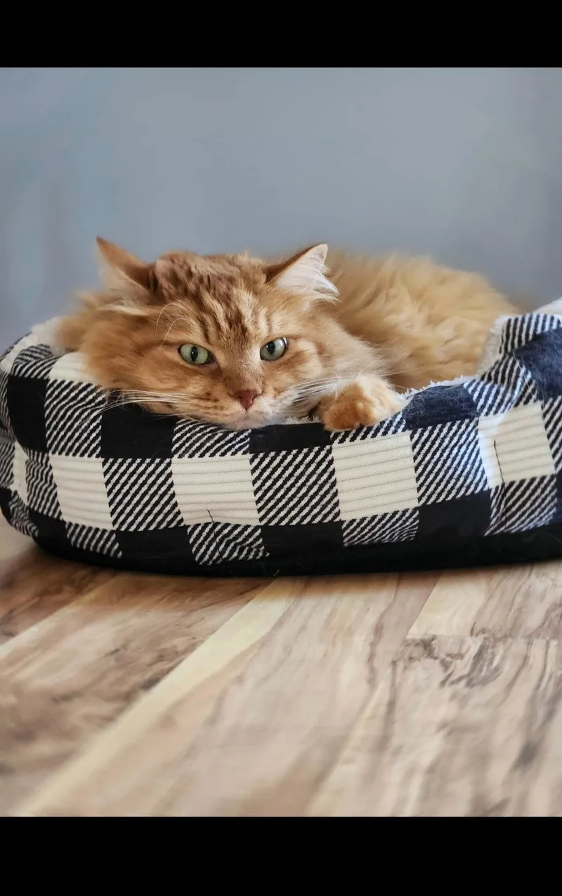 A senior medium-sized male Siberian cat named Alexi Johnson for adoption in Buford, GA