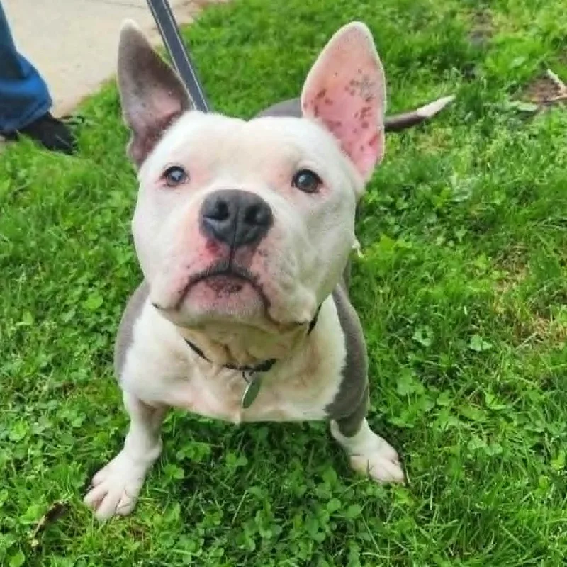 An adult medium-sized male Gray / Blue / Silver Pit Bull Terrier dog named Ivan for adoption in Hampton Bays, NY