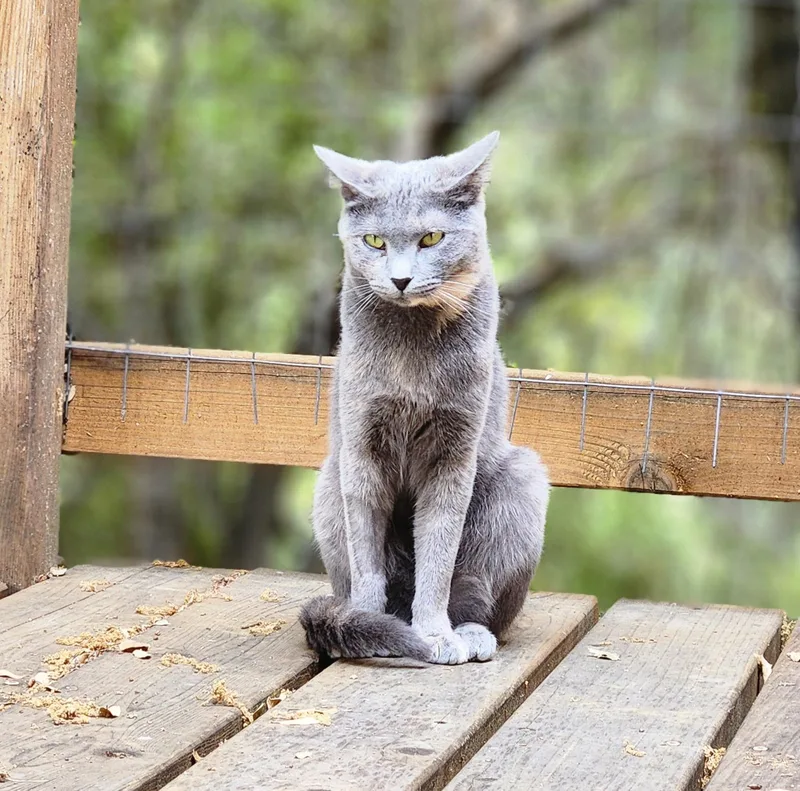 An adult medium-sized female Domestic Short Hair cat named Patches for adoption in Sonora, CA