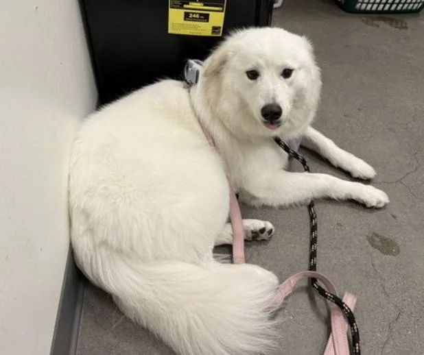 A young medium-sized female White / Cream Siberian Husky dog named Shareece for adoption in Berkeley, CA