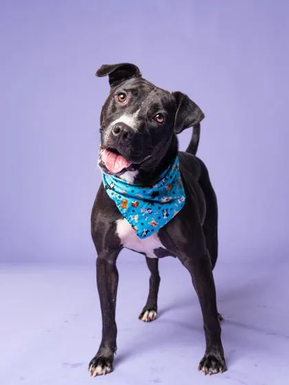 An adult large-sized female Mixed Breed dog named Sweethart for adoption in Atlanta, GA