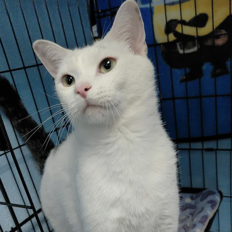 An adult large-sized male White Domestic Short Hair cat named Flee for adoption in Gloucester, VA
