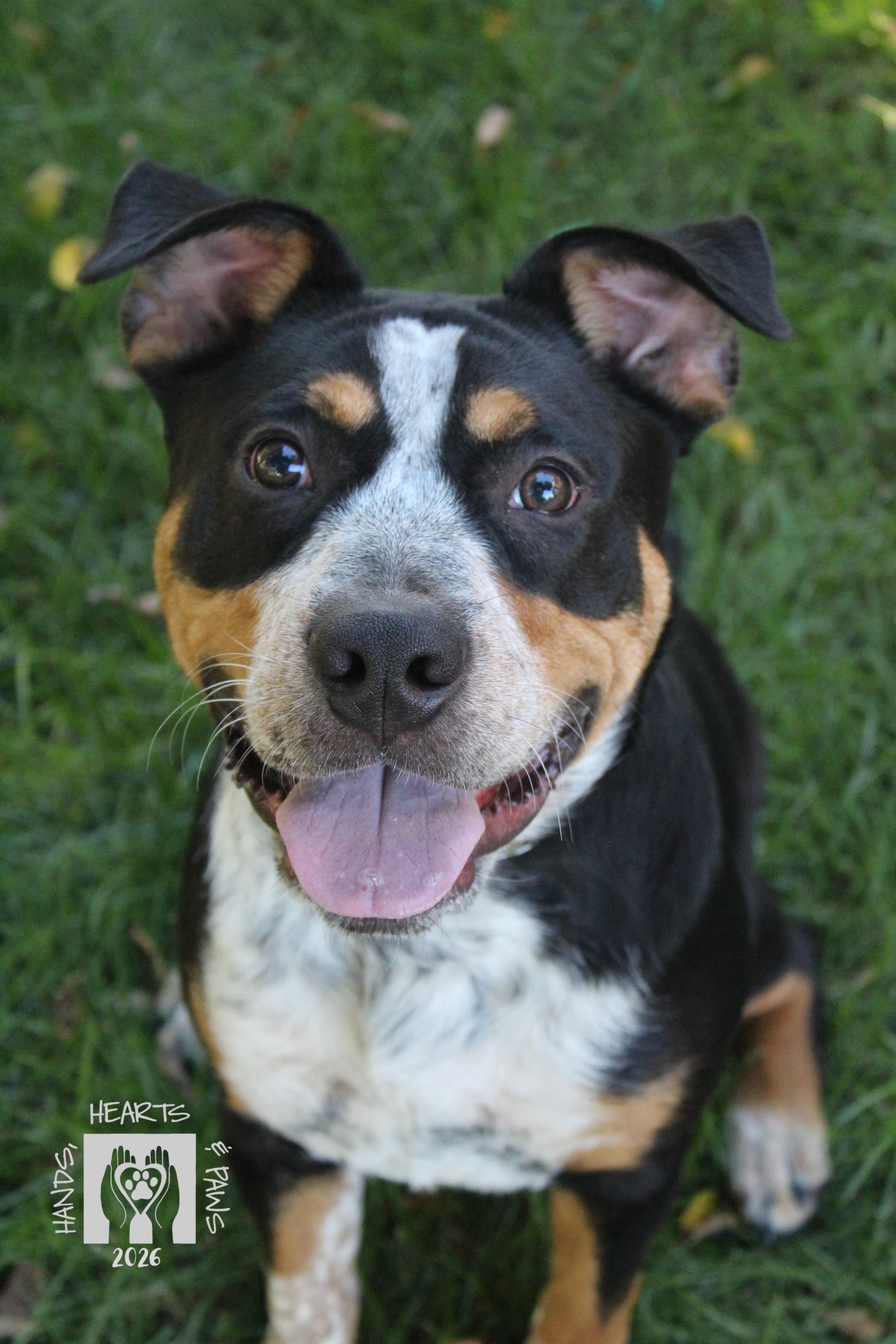 A baby large-sized male Bulldog dog named Odie for adoption in Omaha, NE
