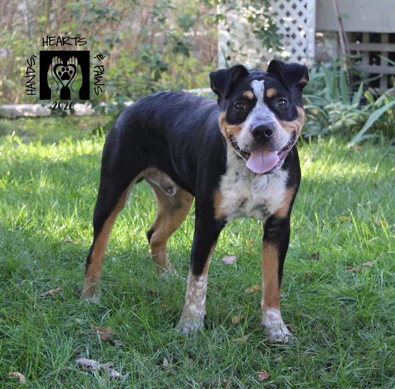 Odie thumbnail 2