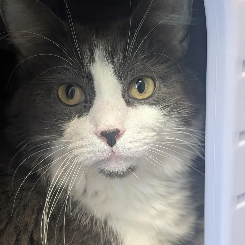 An adult extra large-sized male Gray / Blue / Silver Domestic Long Hair cat named Hiccup for adoption in Watertown, NY
