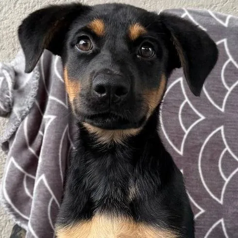 A baby medium-sized male Black Shepherd dog named Tiny Trucker for adoption in Calverton, NY