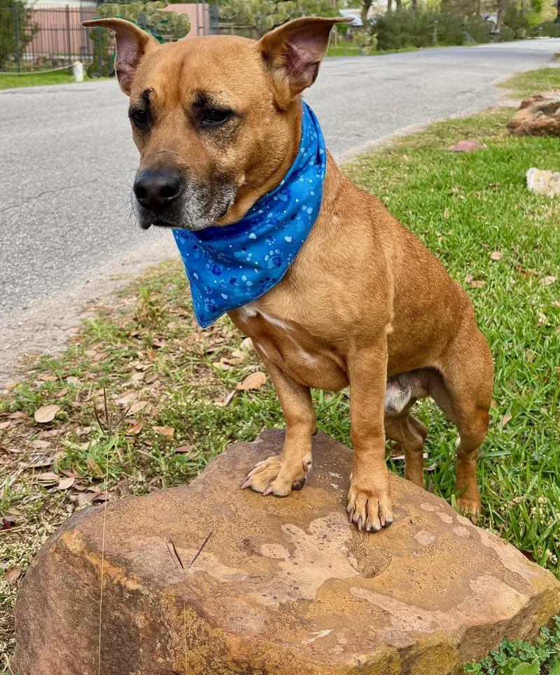 An adult medium-sized male Tricolor (Brown, Black, & White) Terrier dog named Teddy Sweet Boy for adoption in Cypress, TX
