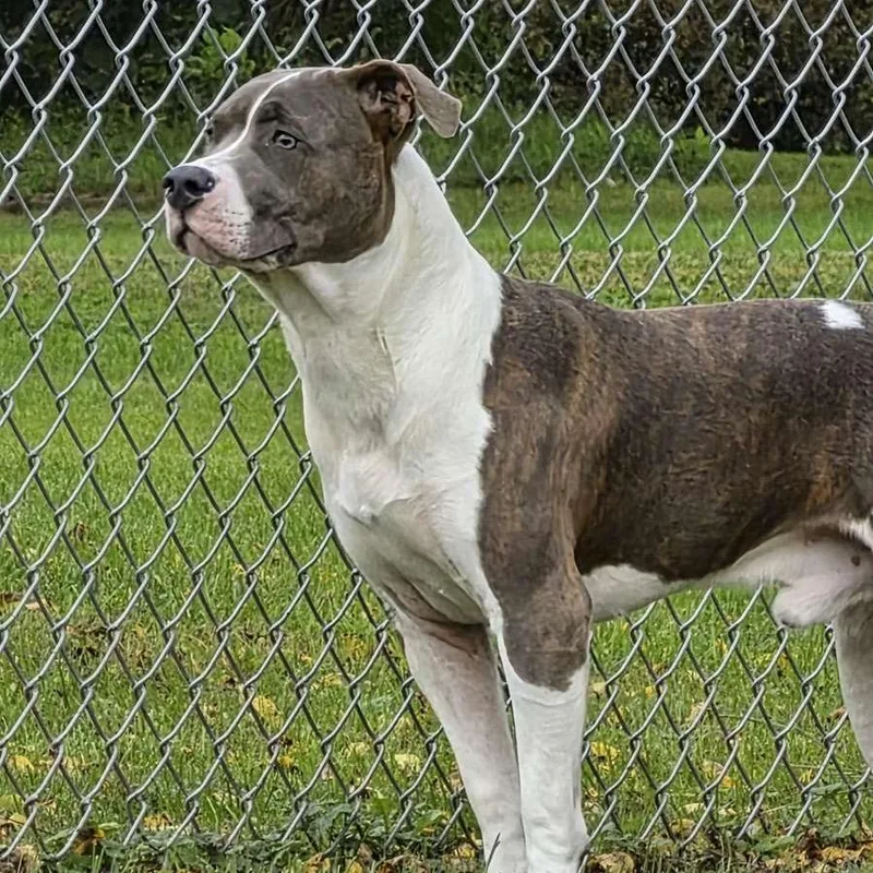 A young medium-sized male Pit Bull Terrier dog named LeBron for adoption in Marshalltown, IA