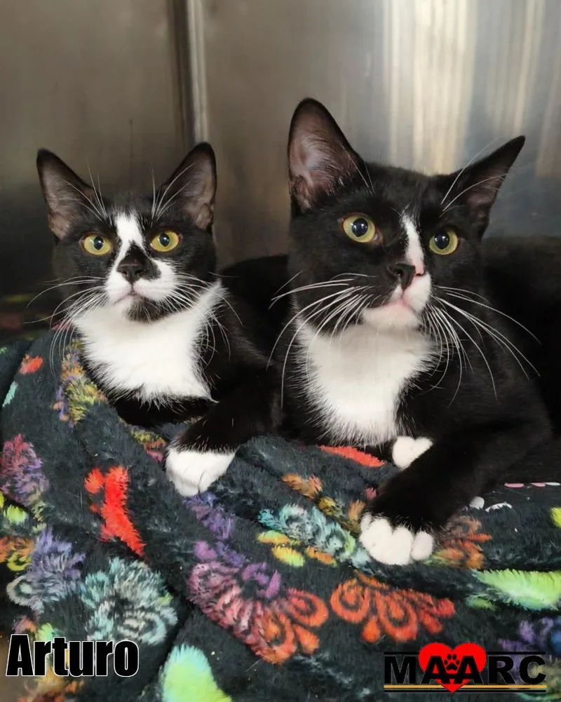 A baby medium-sized male Domestic Short Hair cat named Arturo for adoption in Maryville, TN