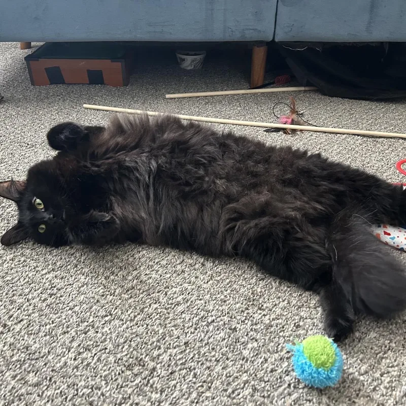 Oliver