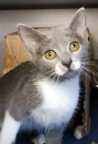 A baby medium-sized female Domestic Short Hair cat named Thistle for adoption in Waupaca, WI