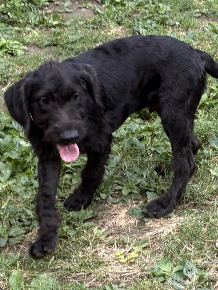 Baxter thumbnail 5