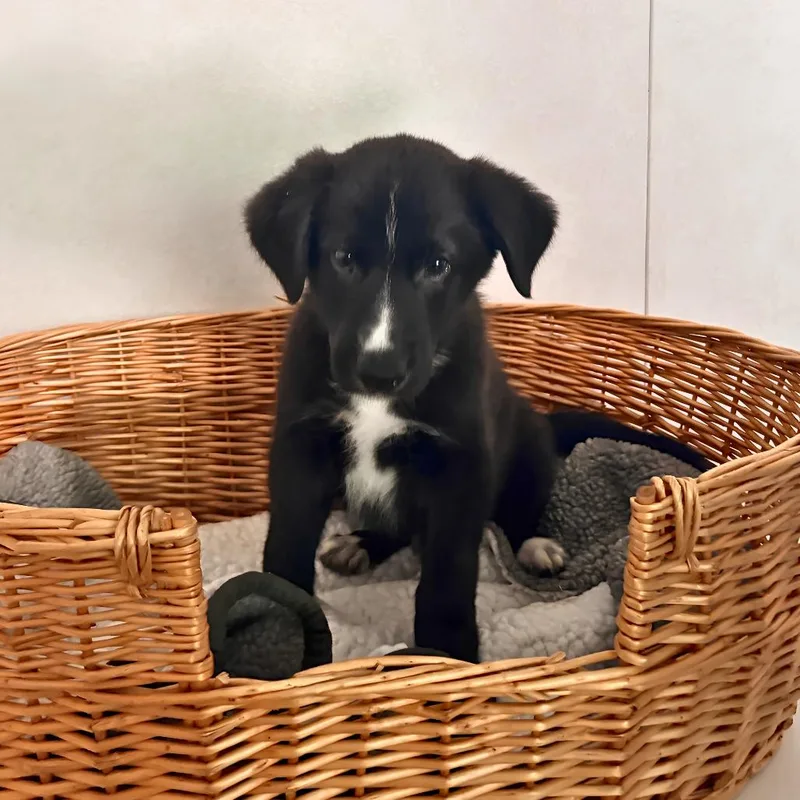 A baby small-sized male Black Shepherd dog named Sour Cream & Onion for adoption in Belleville, IL