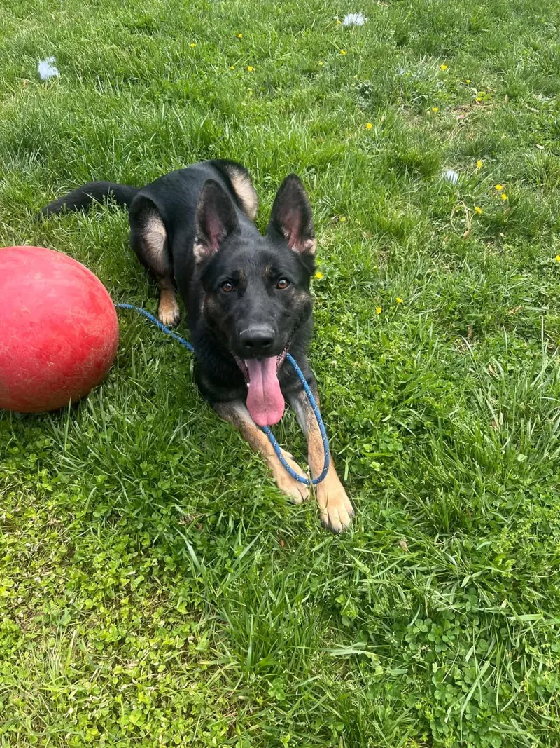 A young large-sized male Shepherd dog named Rocco for adoption in Front Royal, VA