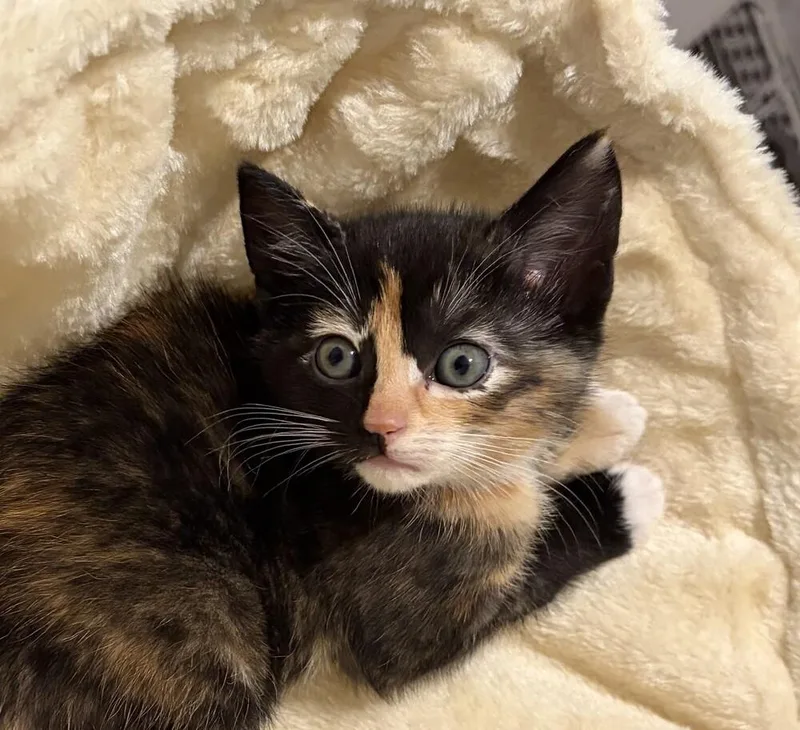 A baby small-sized female Domestic Short Hair cat named Harvey for adoption in Statesville, NC