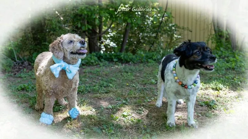 An adult small-sized female Tricolor (Brown, Black, & White) Terrier dog named Bonnie and Leelo for adoption in Middletown, CT