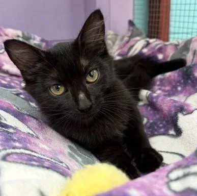 A baby medium-sized female Domestic Long Hair cat named Black Beauty for adoption in Santa Barbara, CA
