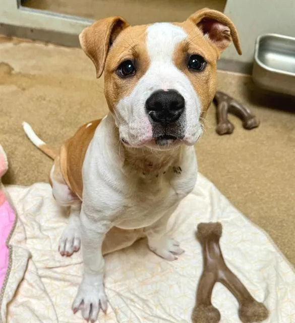 A baby large-sized male Pit Bull Terrier dog named Marcus for adoption in Sacramento, CA