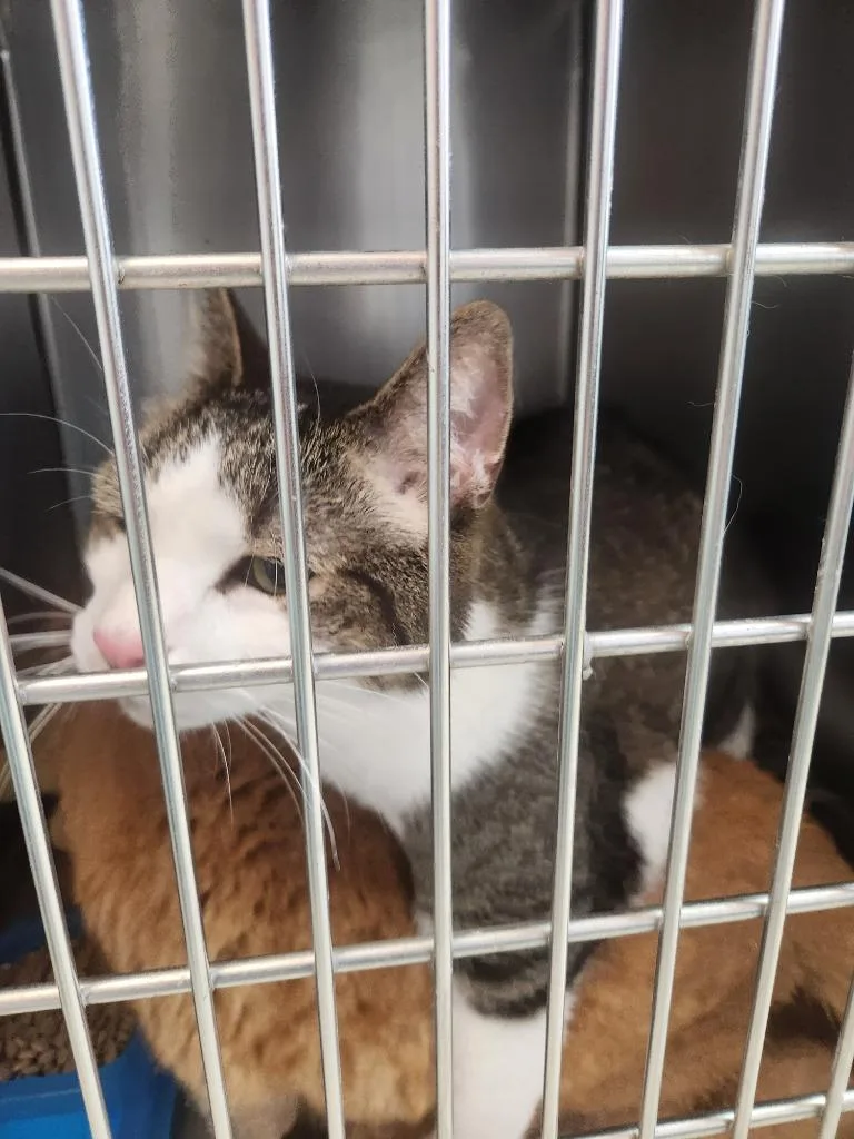 An adult medium-sized male Domestic Short Hair cat named Sam for adoption in Mocksville, NC