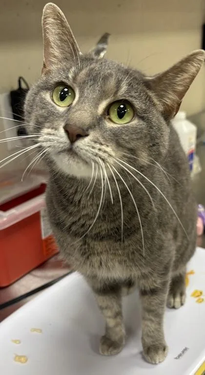 An adult small-sized female Domestic Short Hair cat named Ivory Jane for adoption in Fishers, IN