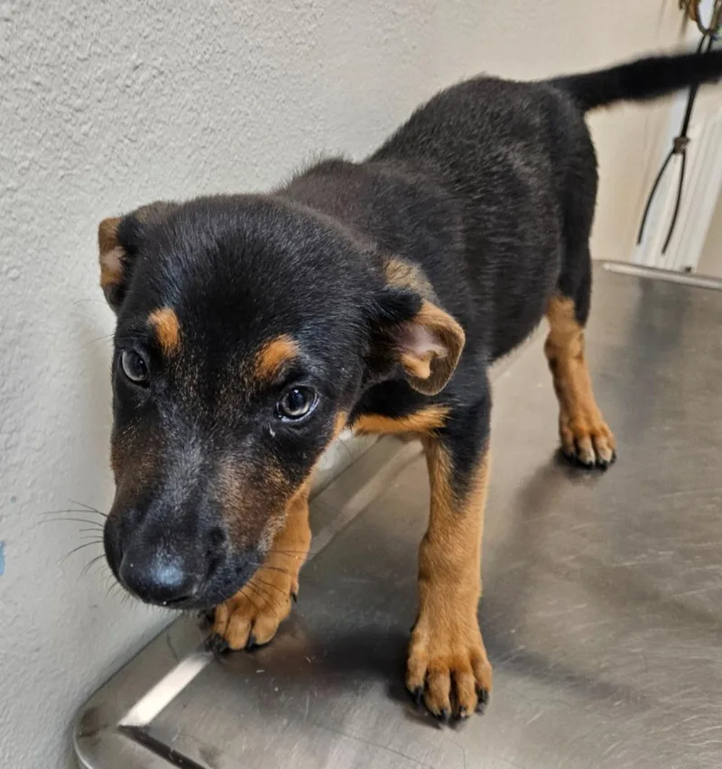 A baby medium-sized female German Shepherd Dog dog named Madchen for adoption in Mocksville, NC