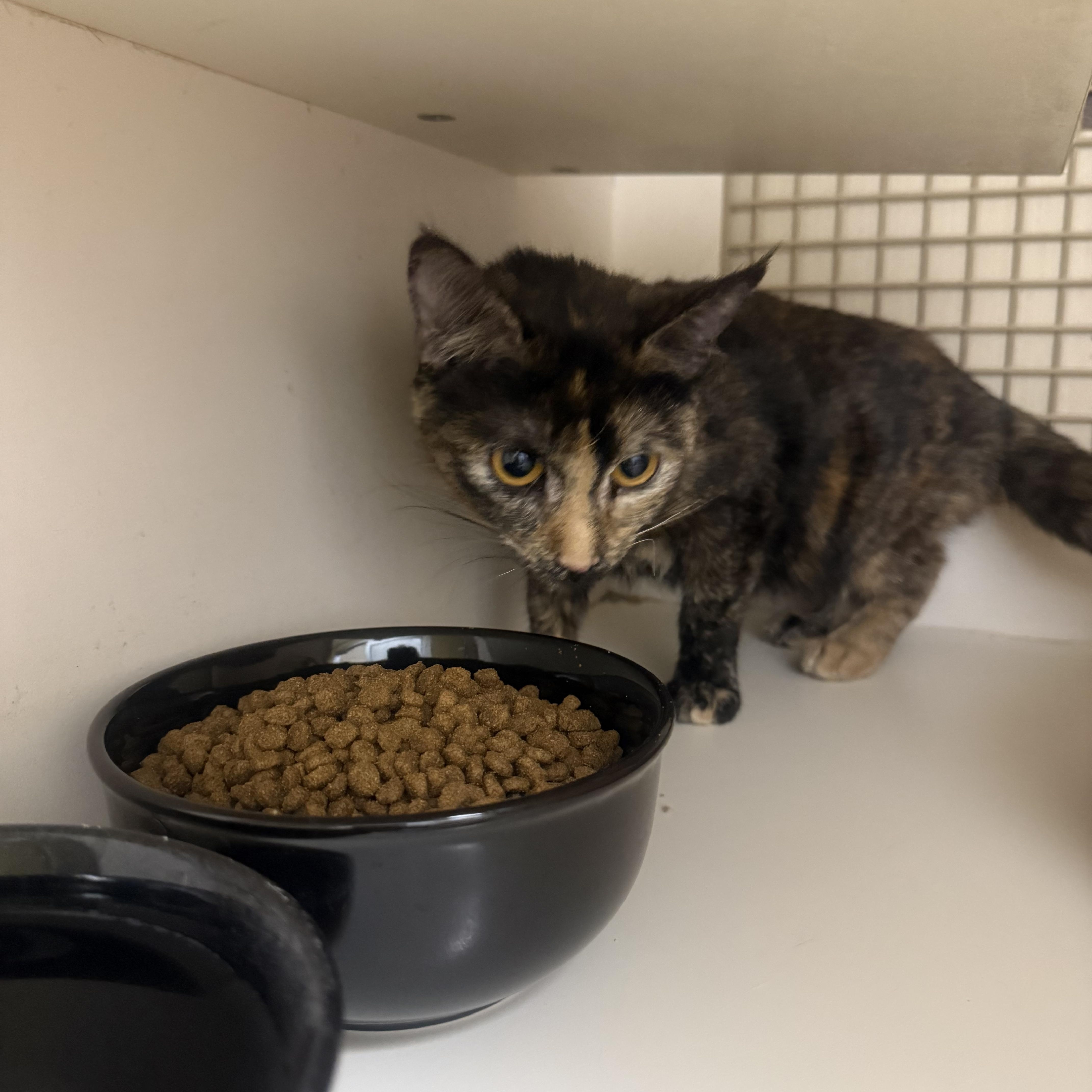 A baby medium-sized female Tortoiseshell cat named I Sniffed a Fly for adoption in Las Vegas, NV