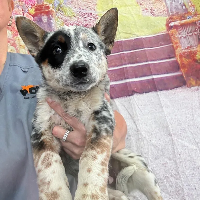 A baby medium-sized male White / Cream Australian Cattle Dog / Blue Heeler dog named Toms for adoption in Normal, IL