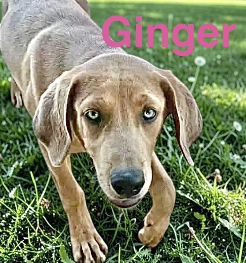 Ginger thumbnail 4