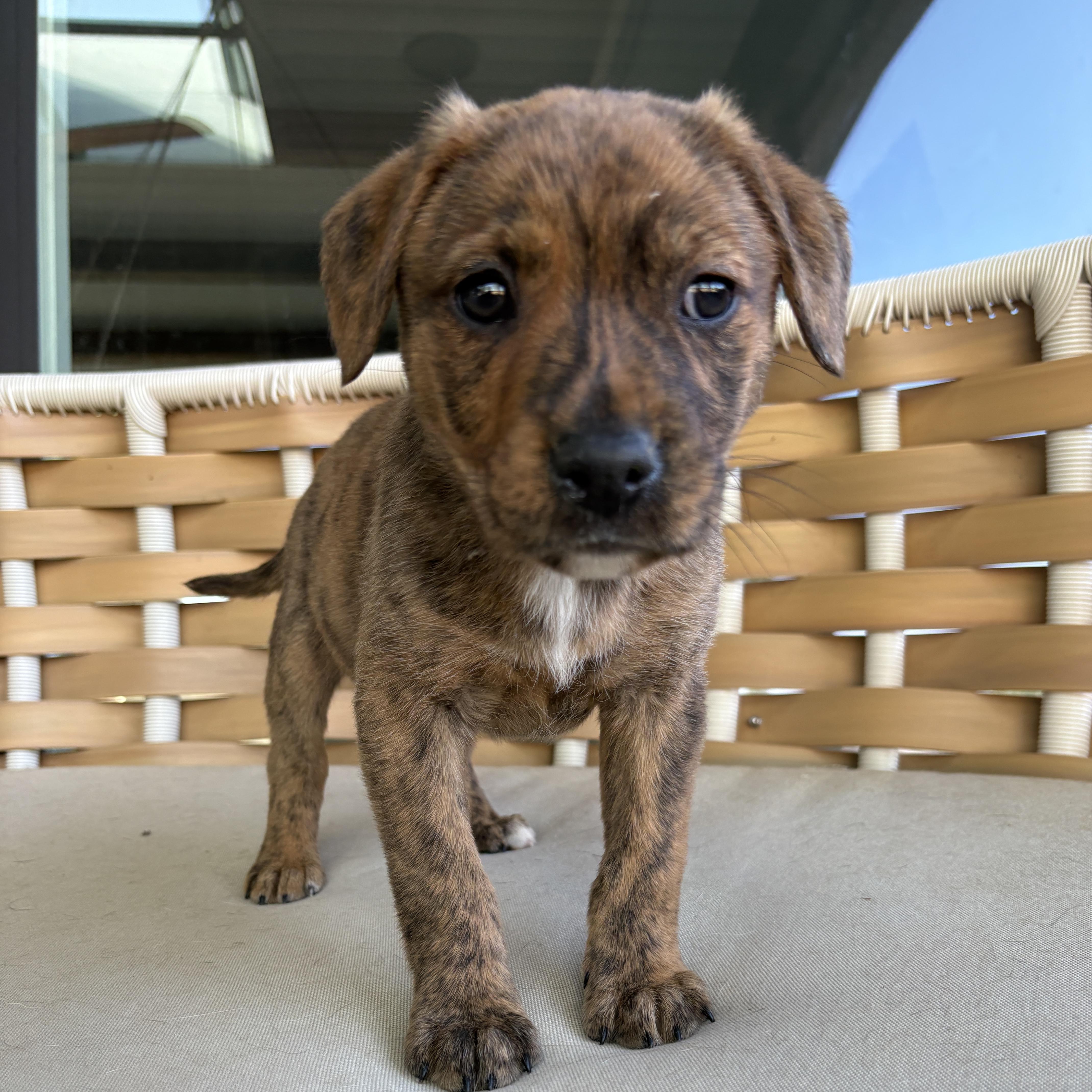A baby medium-sized female Mixed Breed dog named Fia for adoption in Charlotte, NC