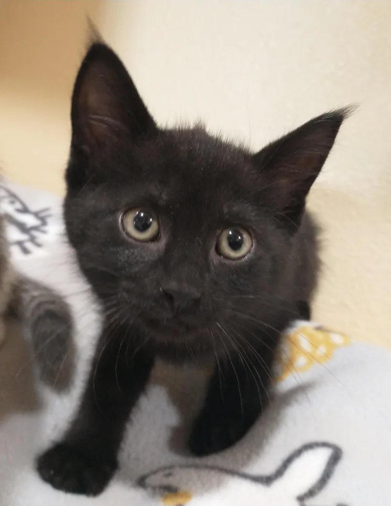 A baby medium-sized female Black Domestic Short Hair cat named Juniper for adoption in Tomah, WI