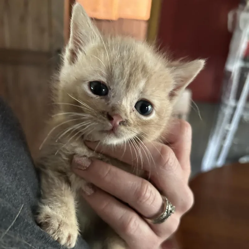 A baby small-sized male Buff / Tan / Fawn Domestic Short Hair cat named Apollo C for adoption in Princeton, MN