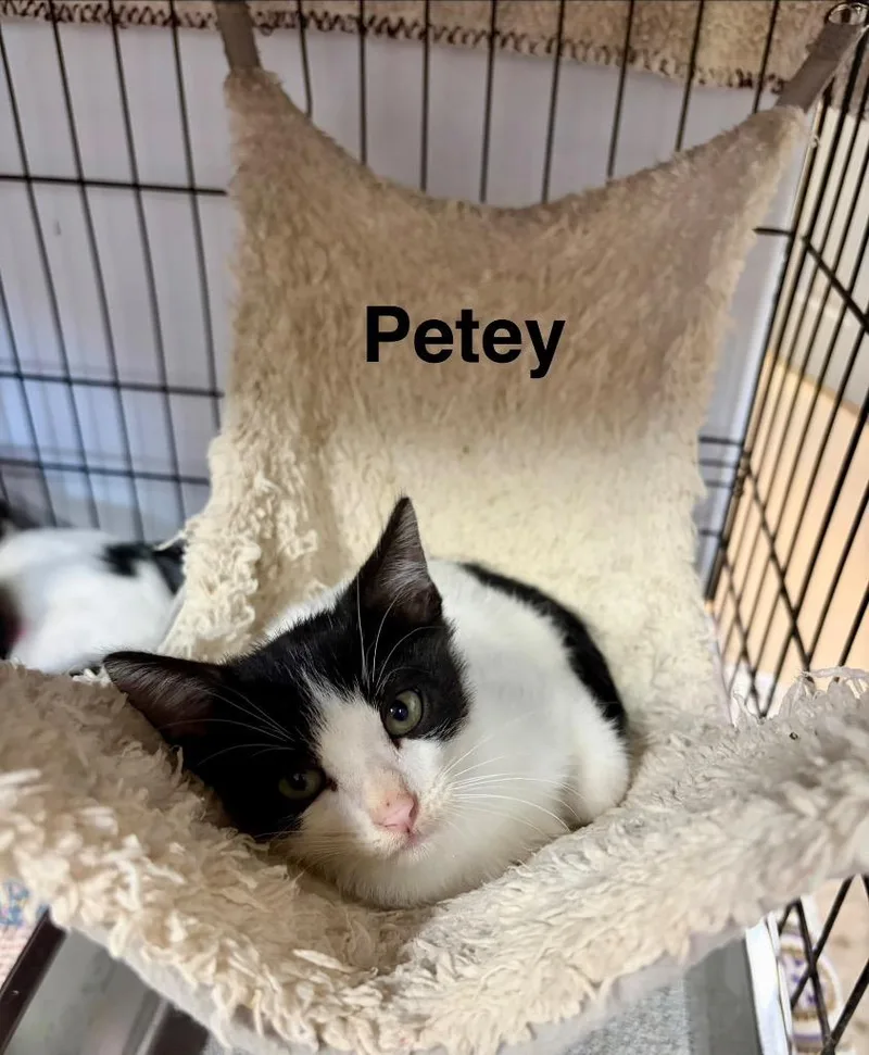 A baby small-sized male Domestic Short Hair cat named Petey for adoption in Saint Francisville, LA