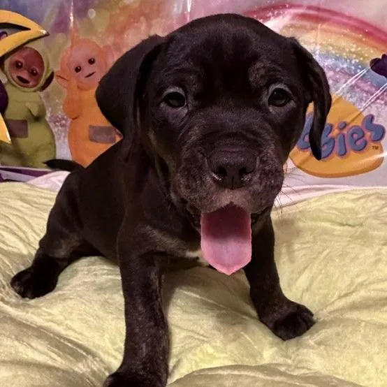 A baby large-sized male Rottweiler dog named Dipsy for adoption in Normal, IL