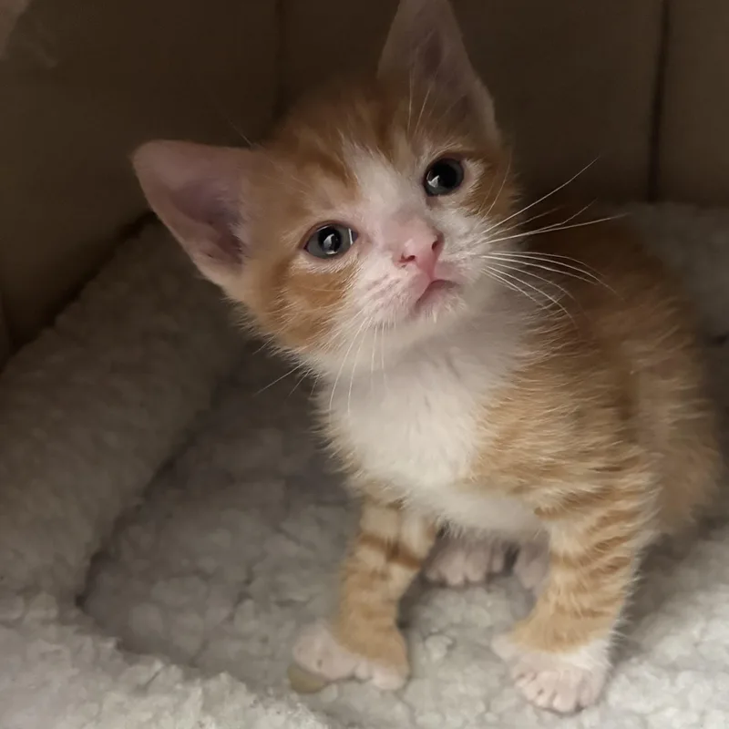 A baby medium-sized male Orange & White Domestic Short Hair cat named Macaroni for adoption in Victor, NY
