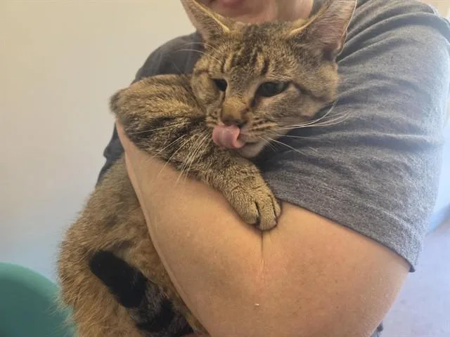 A young small-sized male Domestic Short Hair cat named Christopher for adoption in Saint Louis, MO