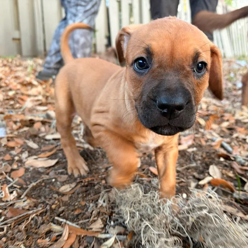 A baby medium-sized female Yellow / Tan / Blond / Fawn Hound dog named Jade for adoption in Melrose, FL