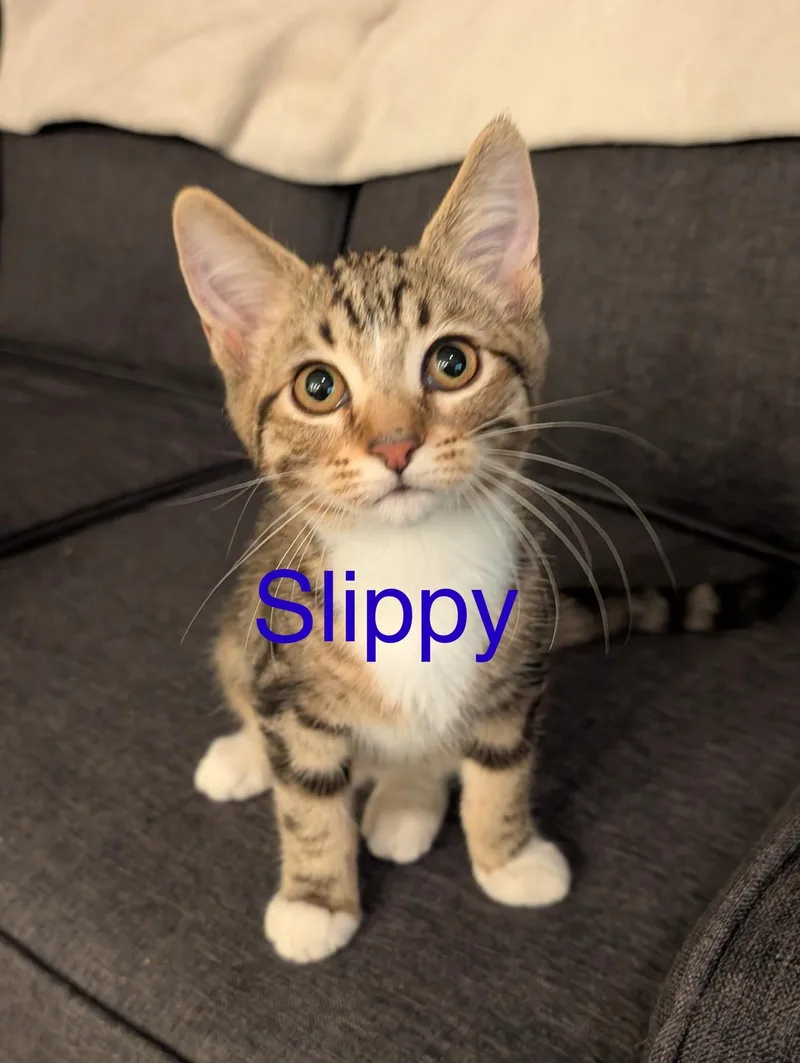 A baby medium-sized male Tabby (Brown / Chocolate) Tabby cat named Slippy for adoption in Tucson, AZ
