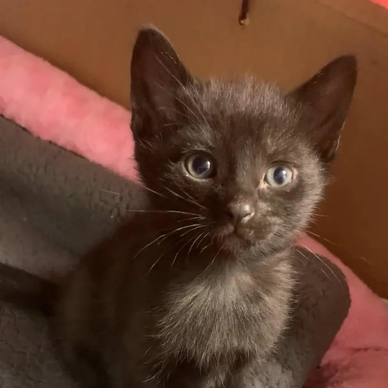 A baby medium-sized female Black Domestic Short Hair cat named Billie Jean for adoption in Ozone Park, NY