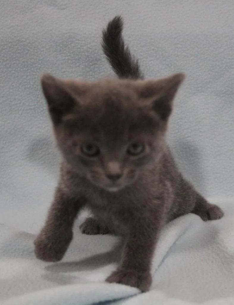 A baby medium-sized female Domestic Short Hair cat named Carmella for adoption in Vacaville, CA