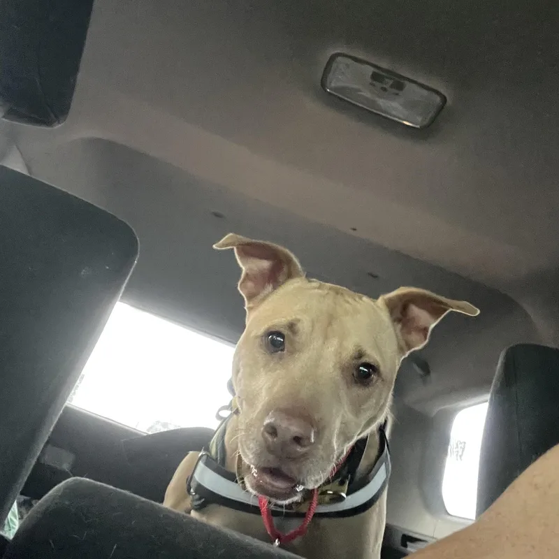 Shelby Polly thumbnail 2