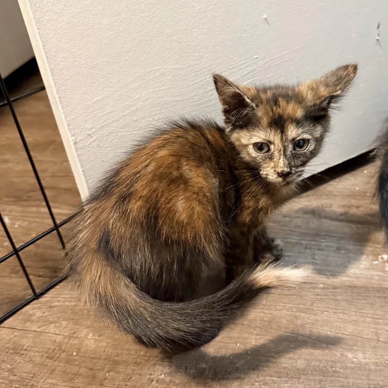 A baby medium-sized female Tortoiseshell Domestic Short Hair cat named Bell Athens  GA for adoption in Greensboro, GA