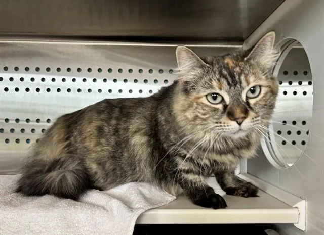 An adult large-sized female Domestic Long Hair cat named Starlima for adoption in Kalamazoo, MI