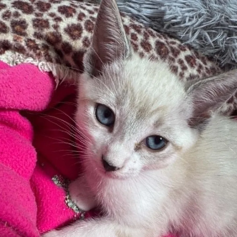 A baby small-sized male Gray / Blue / Silver Siamese cat named Sampson for adoption in Agoura Hills, CA