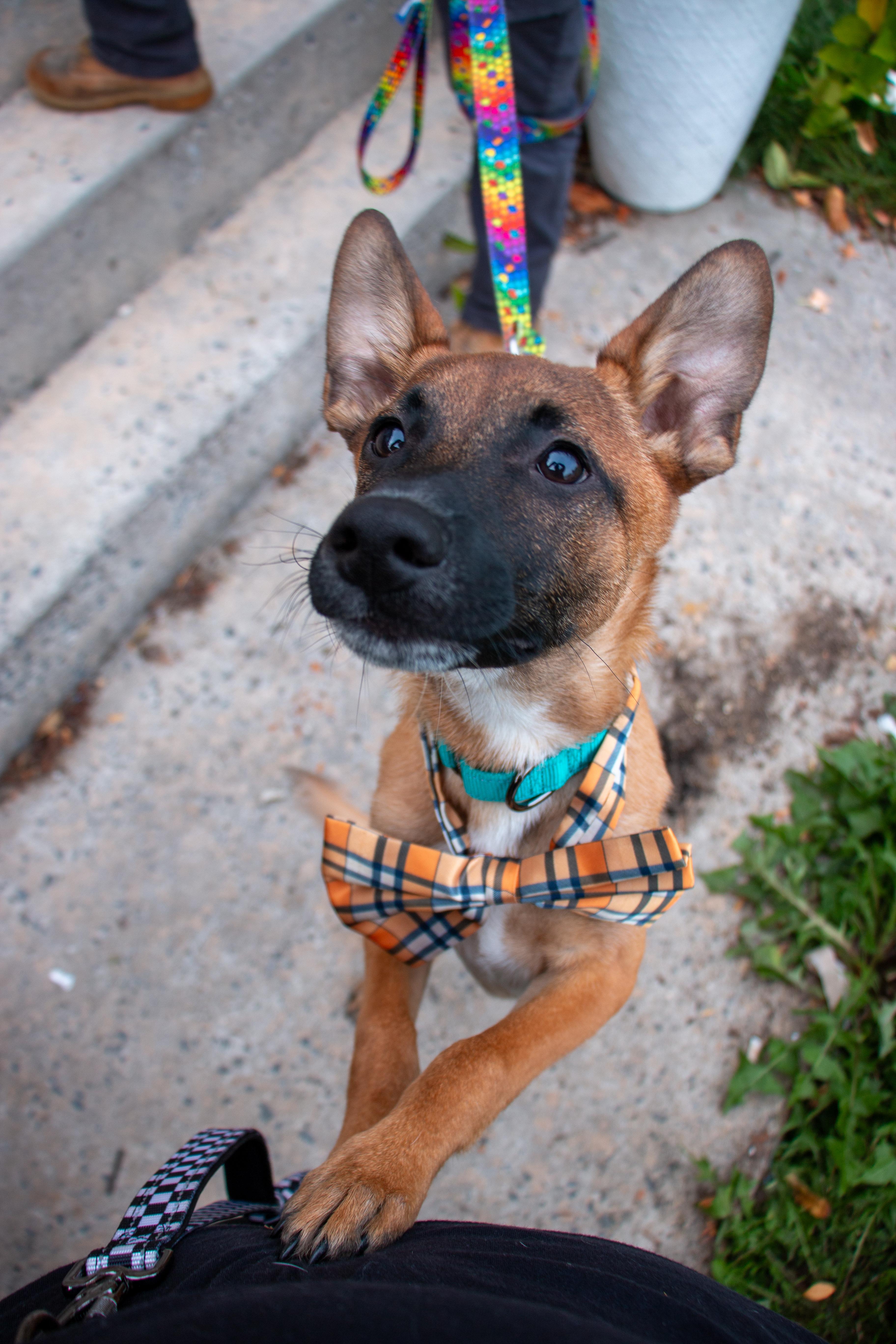 A baby medium-sized male Belgian Shepherd / Malinois dog named Gaston the Smooch Monster for adoption in Houston, TX