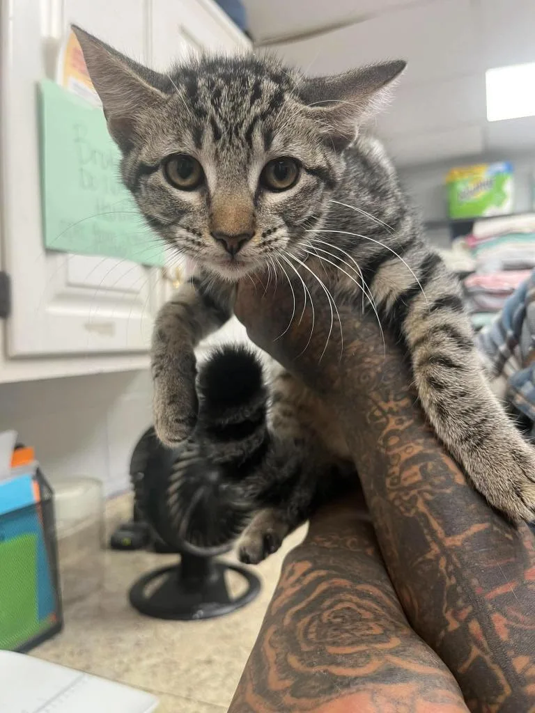 A baby small-sized female Domestic Short Hair cat named Ursula for adoption in Lavonia, GA