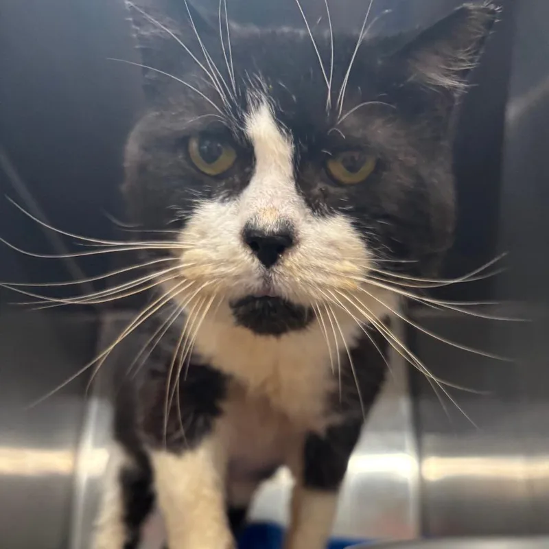 A senior medium-sized male Domestic Short Hair cat named Grandpa for adoption in Cumming, GA
