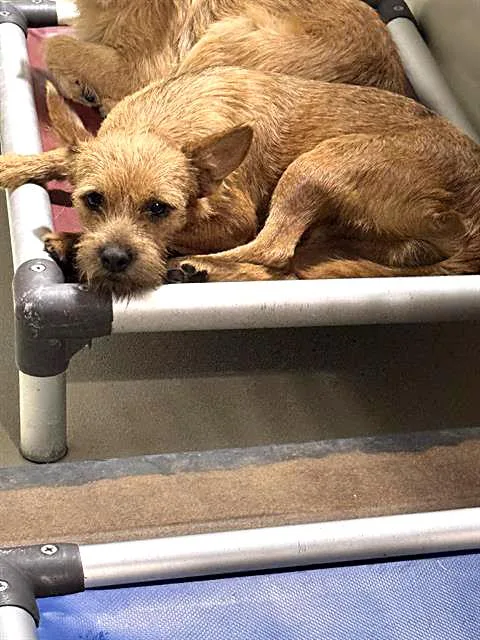A young small-sized male Golden Norwich Terrier dog named Foxy URGENT for adoption in Thousand Oaks, CA