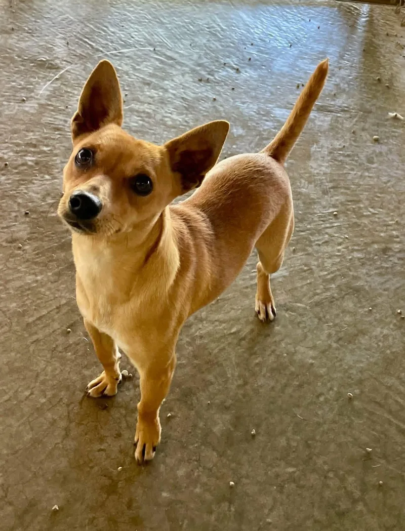 A young small-sized male Golden Chihuahua dog named Joe for adoption in Lacon, IL